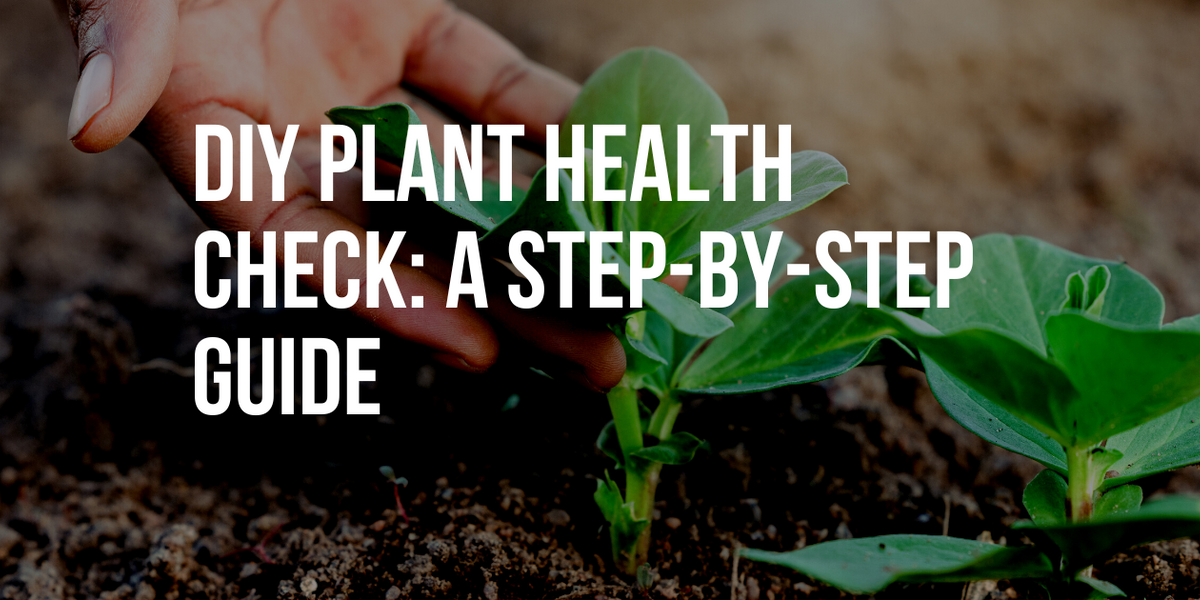 DIY Plant Health Check A StepbyStep Guide