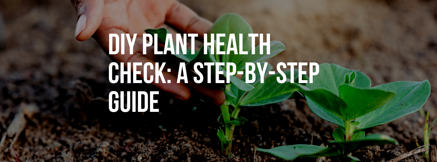 DIY Plant Health Check A StepbyStep Guide