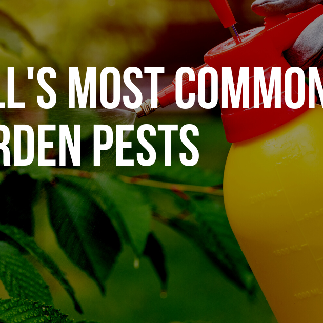 Fall's Most Common Garden Pests: Identifying and Defending Against Autumn Invaders