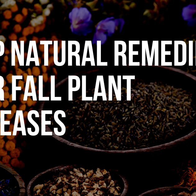 Top Natural Remedies for Fall Plant Diseases: Herbal and Homeopathic Solutions
