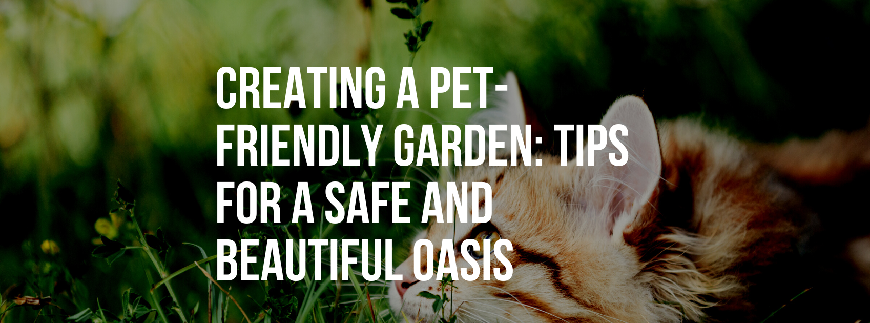 Creating a Pet-Friendly Garden: Tips for a Safe and Beautiful Outdoor Oasis