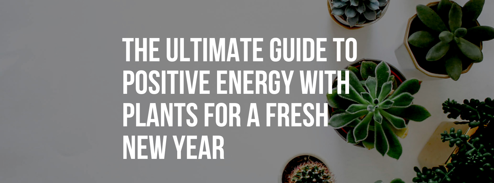 The Ultimate Guide to Positive Energy with Plants for a Fresh New Year