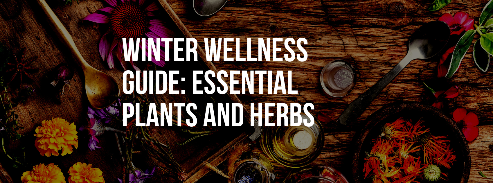 Winter Wellness Guide: Essential Plants and Herbs for a Healthy Season