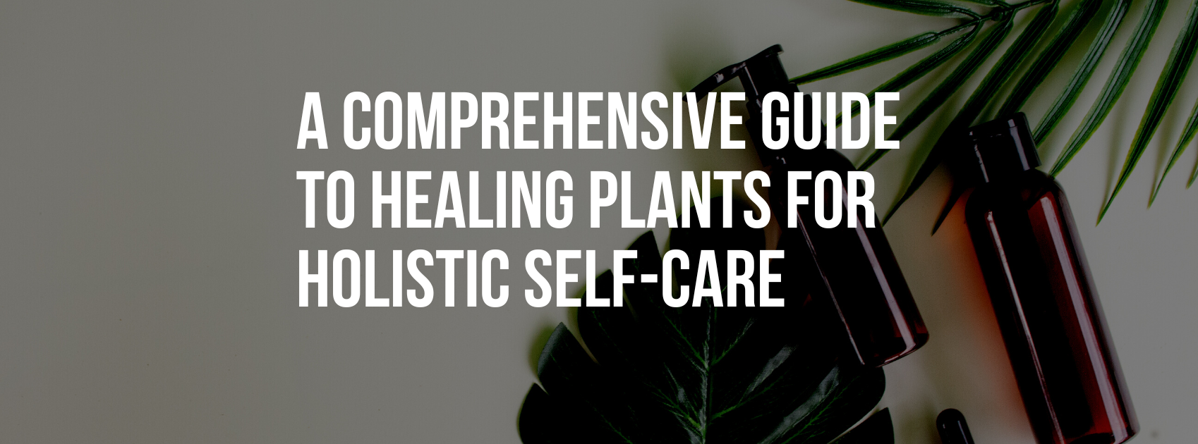 A Comprehensive Guide to Healing Plants for Holistic Self-Care