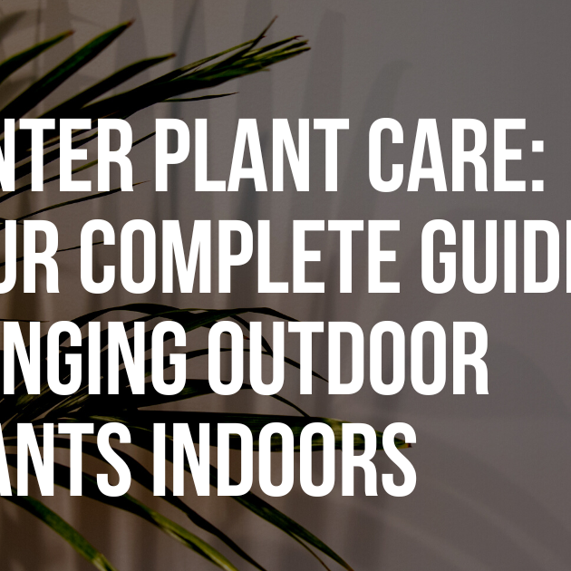 Winter Plant Care: Your Complete Guide to Bringing Outdoor Plants Indoors