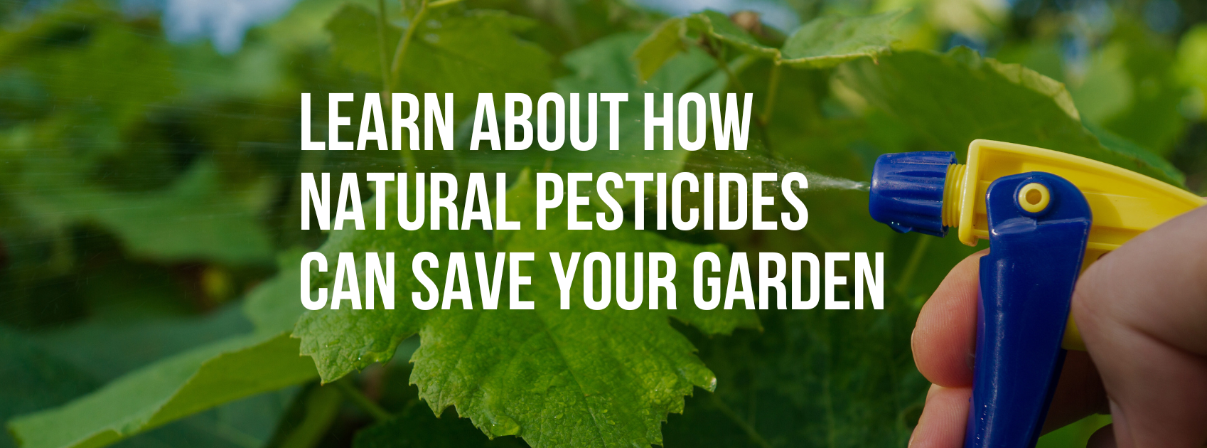 Learn about How Natural Pesticides Can Save Your Garden