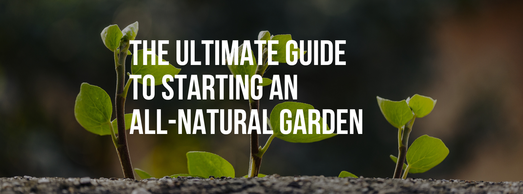 The Ultimate Guide to Starting an All-Natural Garden