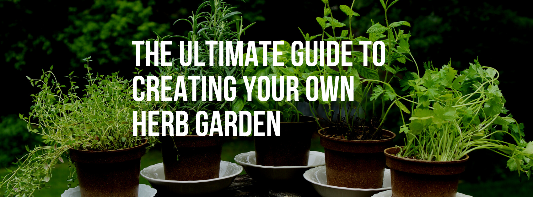 The Ultimate Guide to Creating Your Own Herb Garden