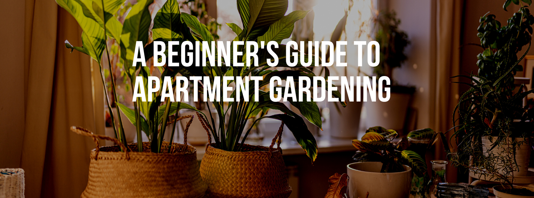 A Beginner's Guide to Apartment Gardening