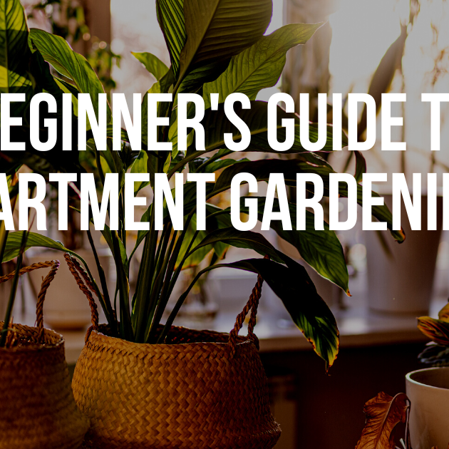 A Beginner's Guide to Apartment Gardening