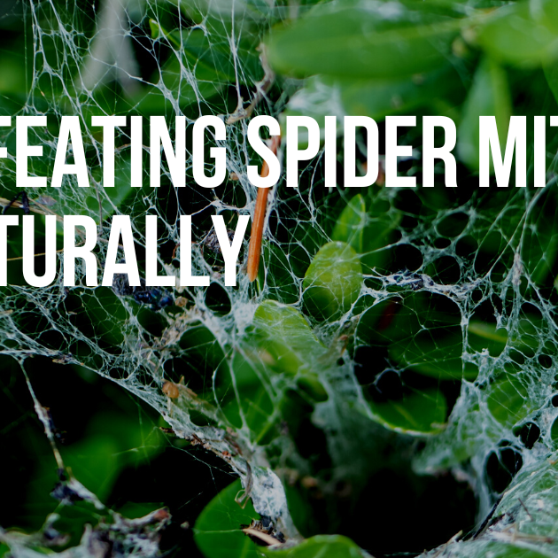 Defeating Spider Mites Naturally