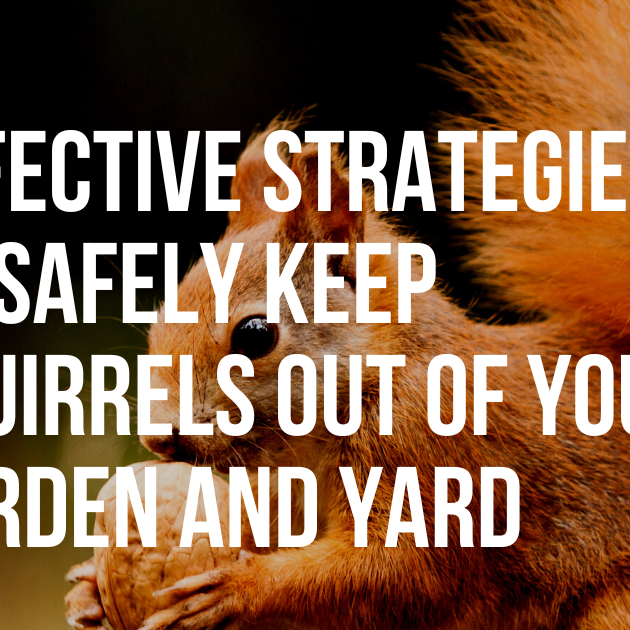 Effective Strategies to Safely Keep Squirrels Out of Your Garden and Yard