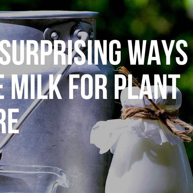 10 Surprising Ways to Use Milk for Plant Care