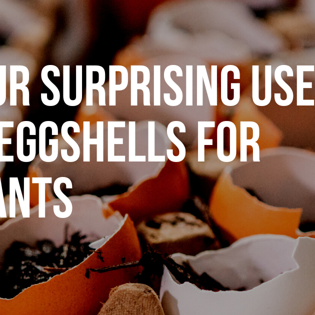 Four Surprising Uses of Eggshells for Plants