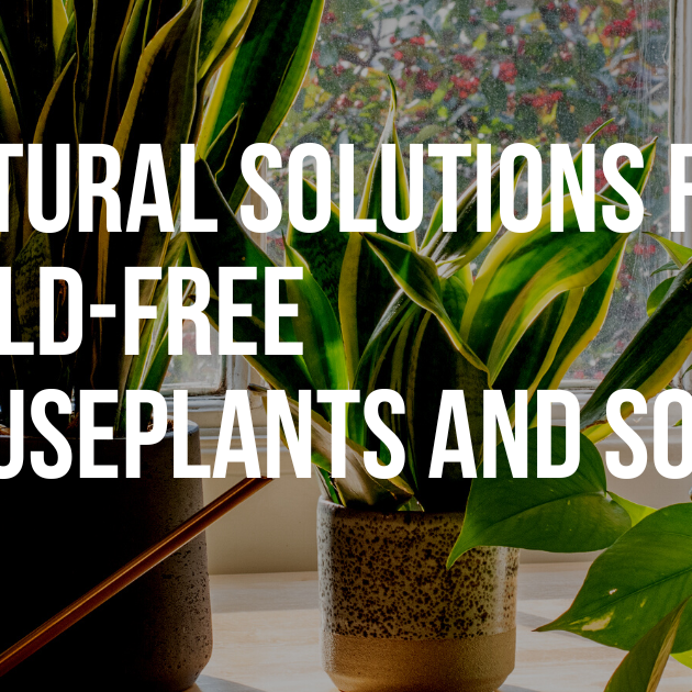 Natural Solutions for Mold-Free Houseplants and Soil