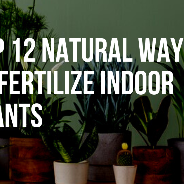 Top 12 Natural Ways to Fertilize Indoor Plants